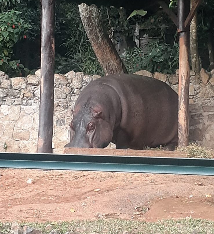 Zoologico De Sao Paulo-圣保罗必去景点