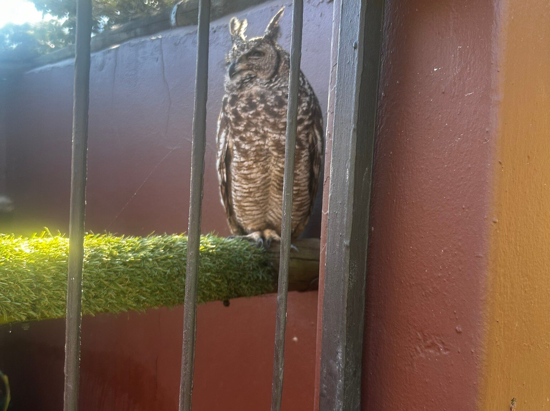 Falcon Ridge Bird of Prey Centre-温特顿必去景点