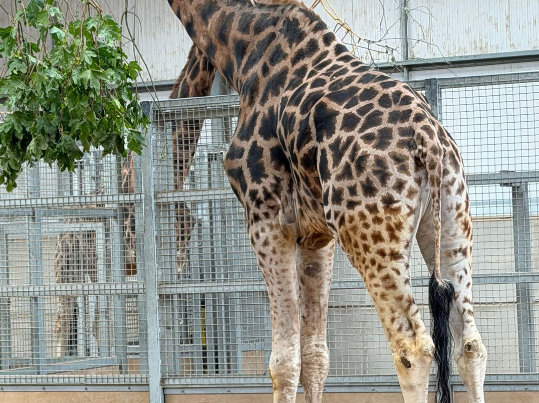 Twycross Zoo-Atherstone必去景点