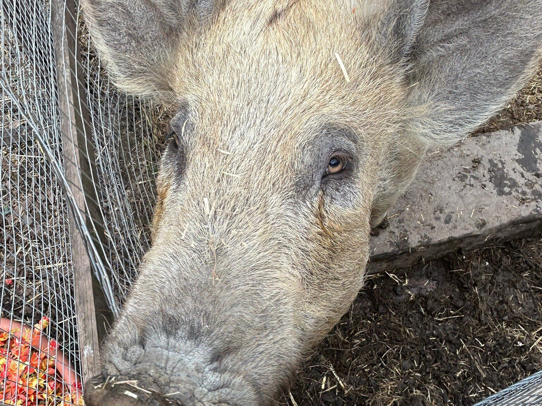 Promenade Park Petting Zoo-Maldon必去景点