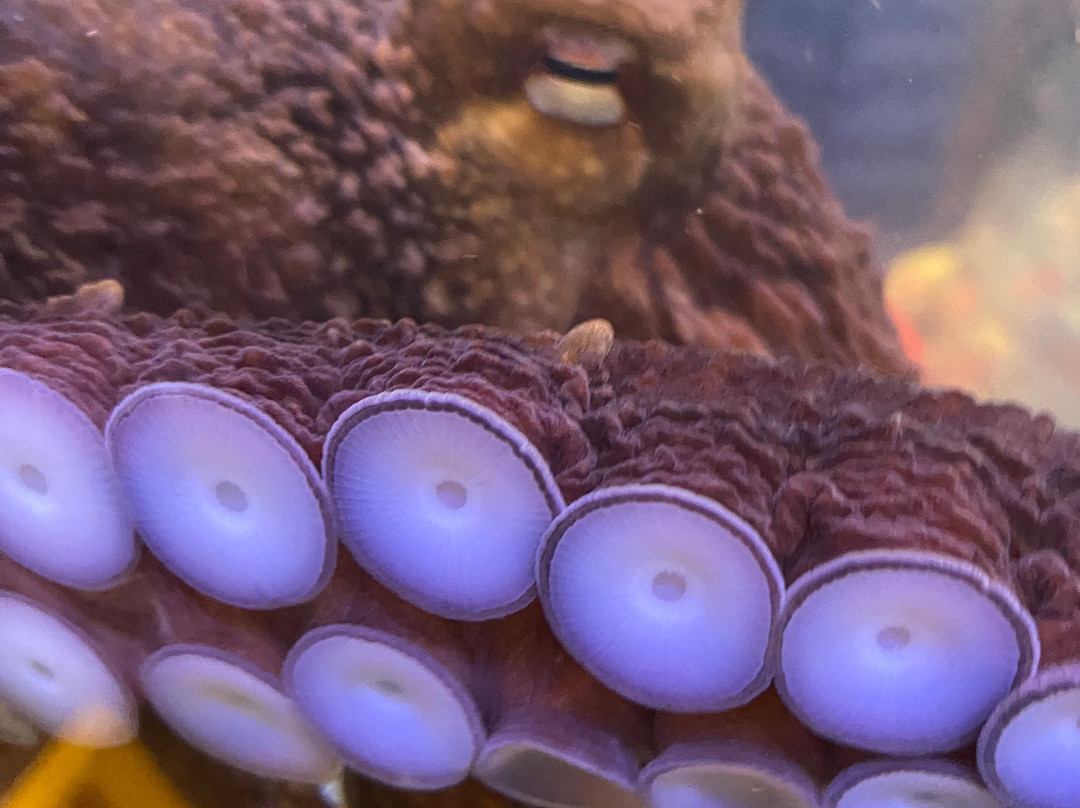 Ucluelet Aquarium-尤克卢利特必去景点