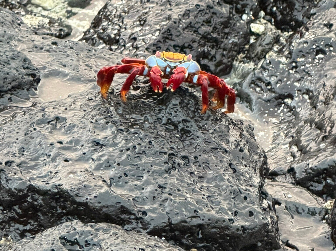 Charles Darwin Research Station-阿约拉港必去景点