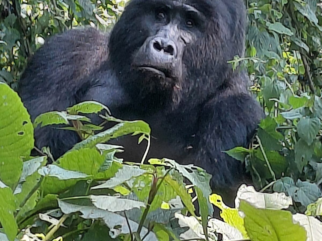 Beyond the Gorillas Experience-Ruhengeri必去景点