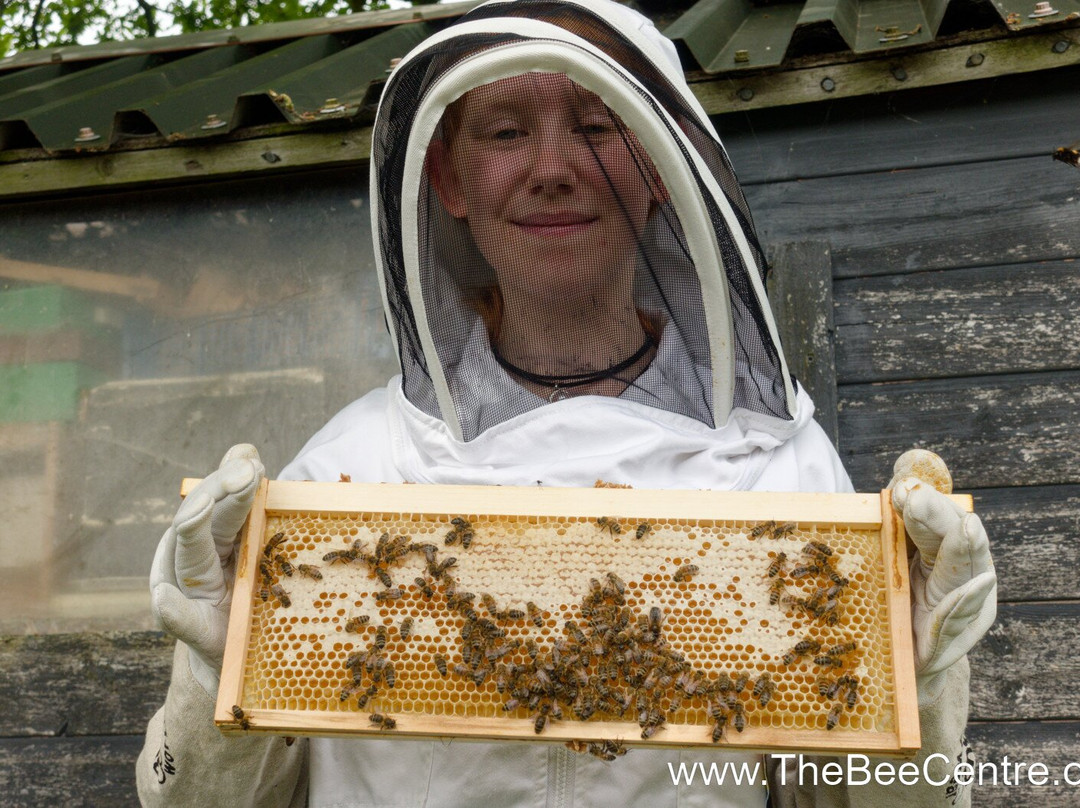 The Bee Centre-乔利必去景点