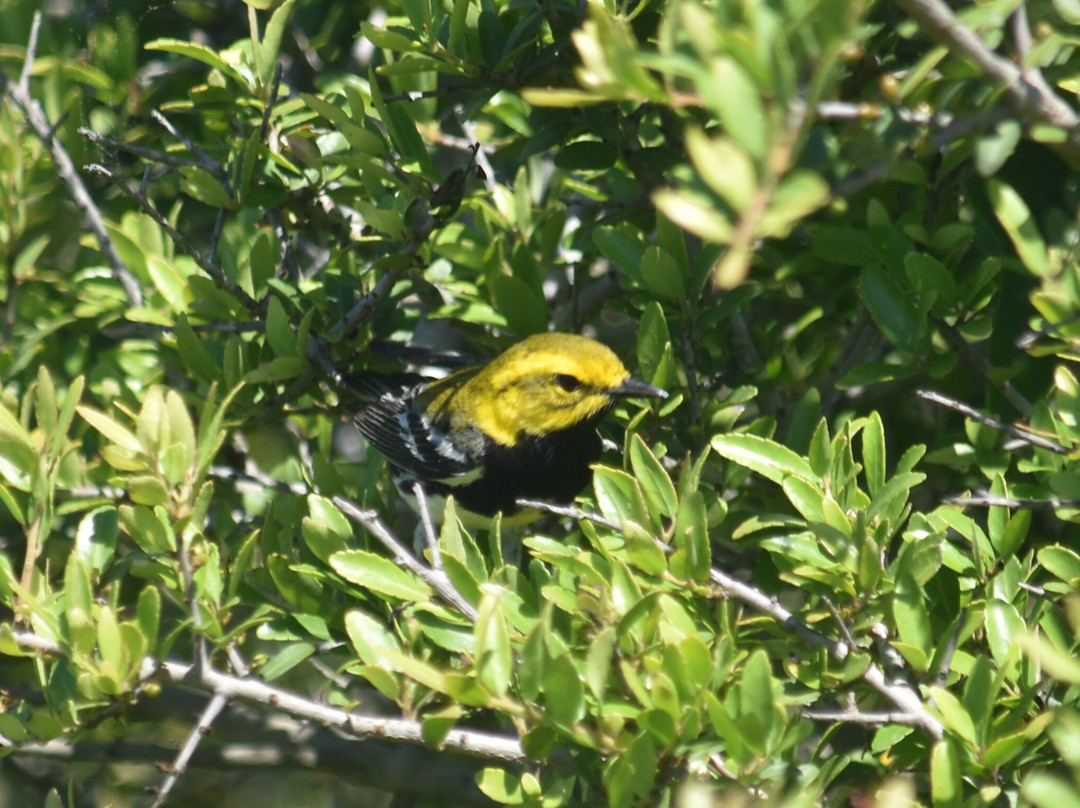 Alabama Coastal Birding Trail-格尔夫海岸必去景点