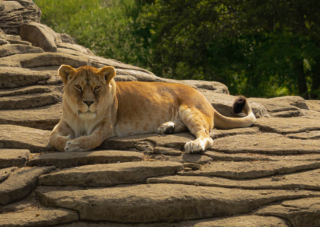 Five Sisters Zoo-West Calder必去景点