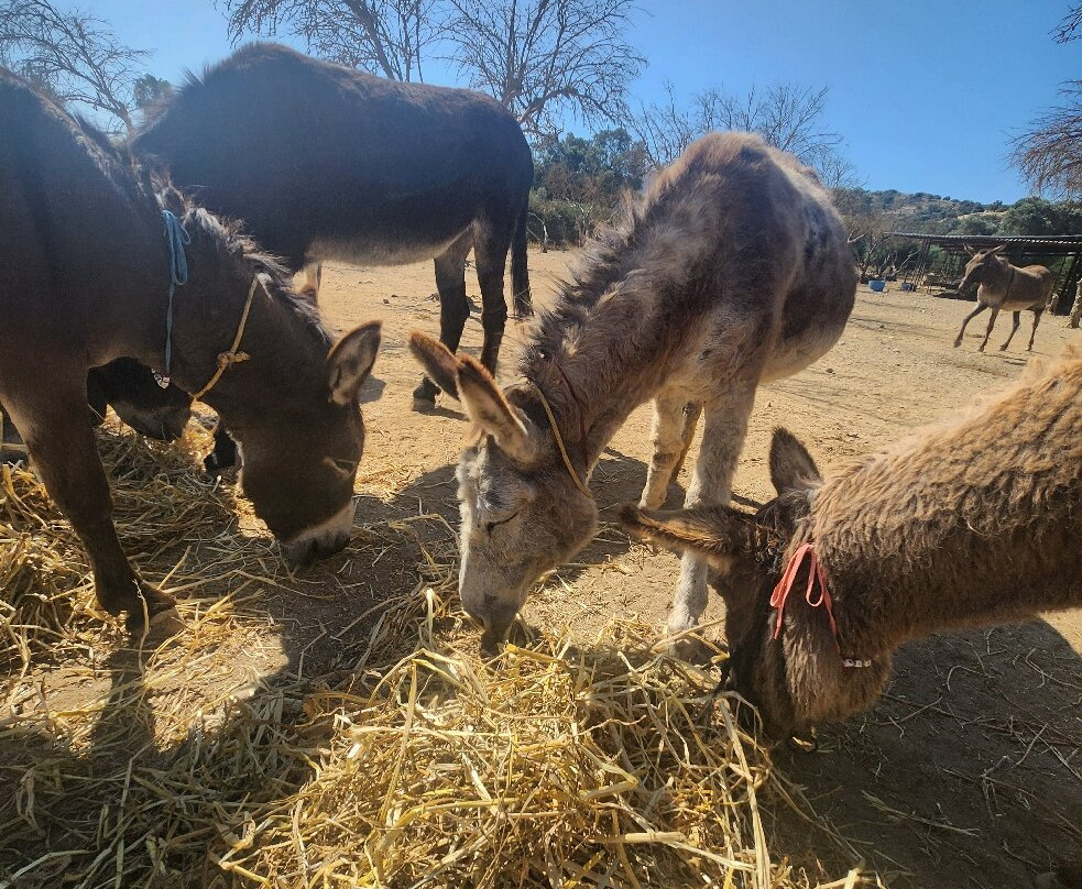 Agia Marina Donkey Rescue Sanctuary-Petrokefali必去景点