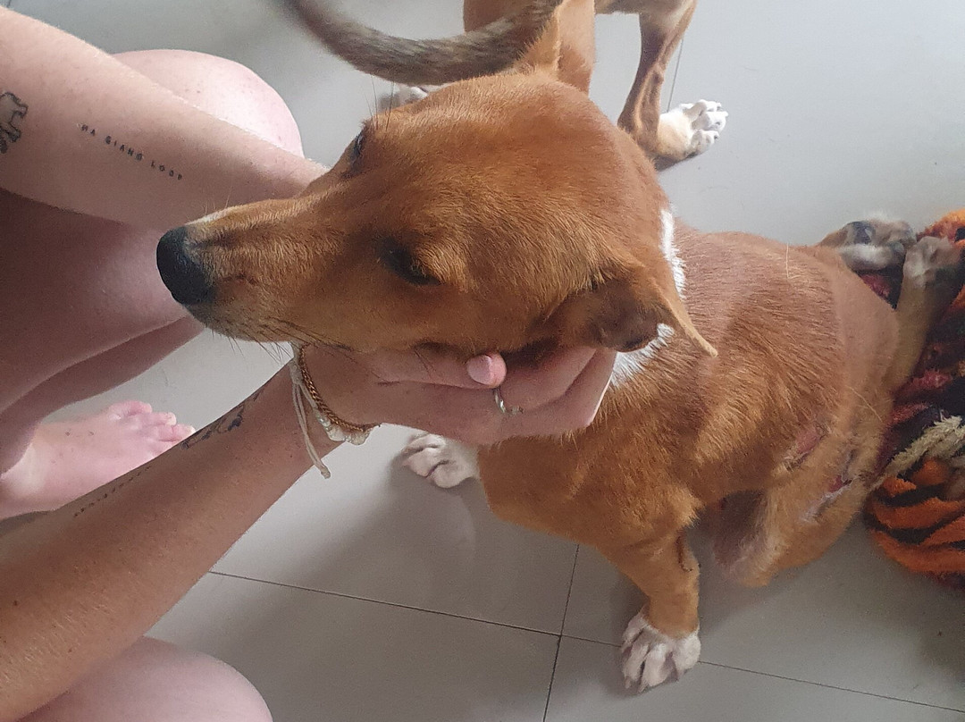 Moalboal Animal Welfare-莫阿尔博阿尔必去景点