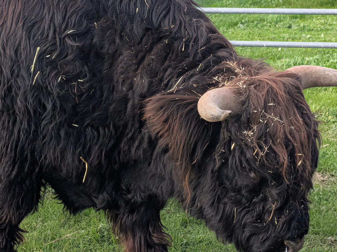 Scotchwood Farm - Highland cow Experience-Boyup Brook必去景点