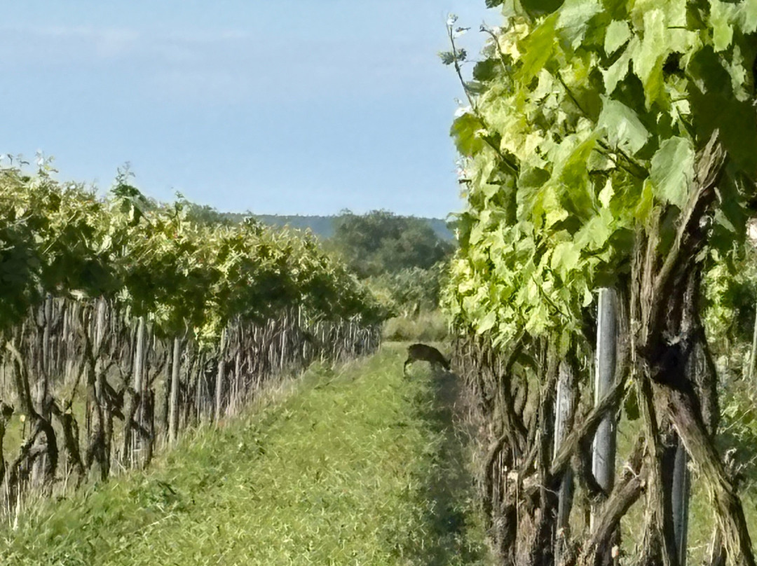 Vingaarden, Lille Gadegaard ( Vineyard )-Bornholm必去景点