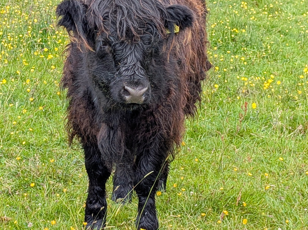 Nether Glenny Farm - Coos and Views-斯特灵必去景点