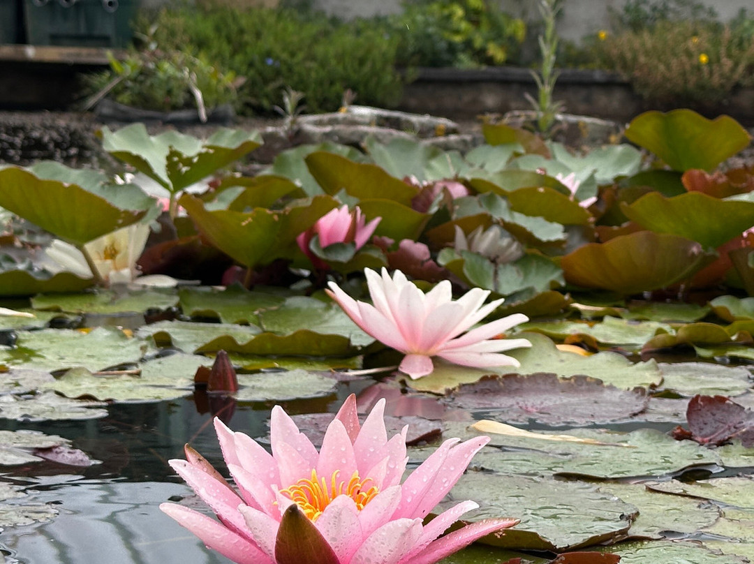 Coolwater Garden-利默里克必去景点