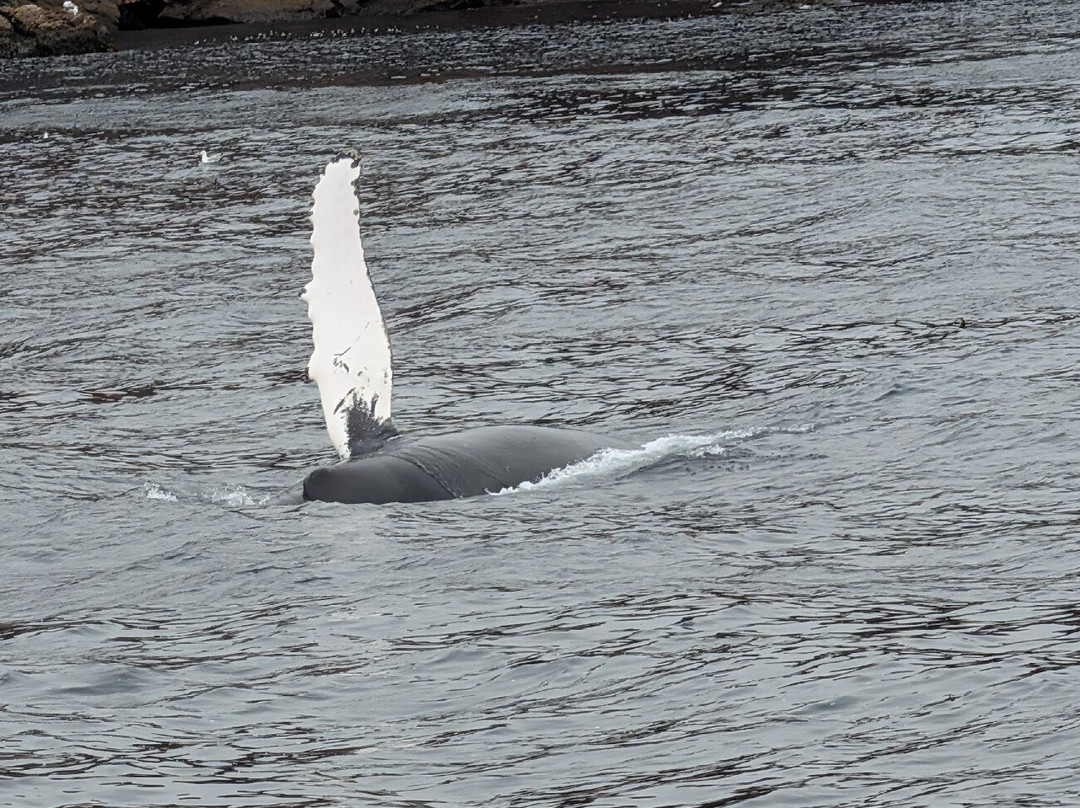 Gatherall's Puffin and Whale Watch-Bay Bulls必去景点
