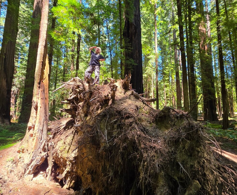 Avenue of the Giants-洪堡县必去景点