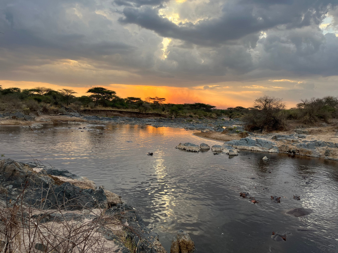 Serengeti Hippo Pool-塞伦盖蒂国家公园必去景点
