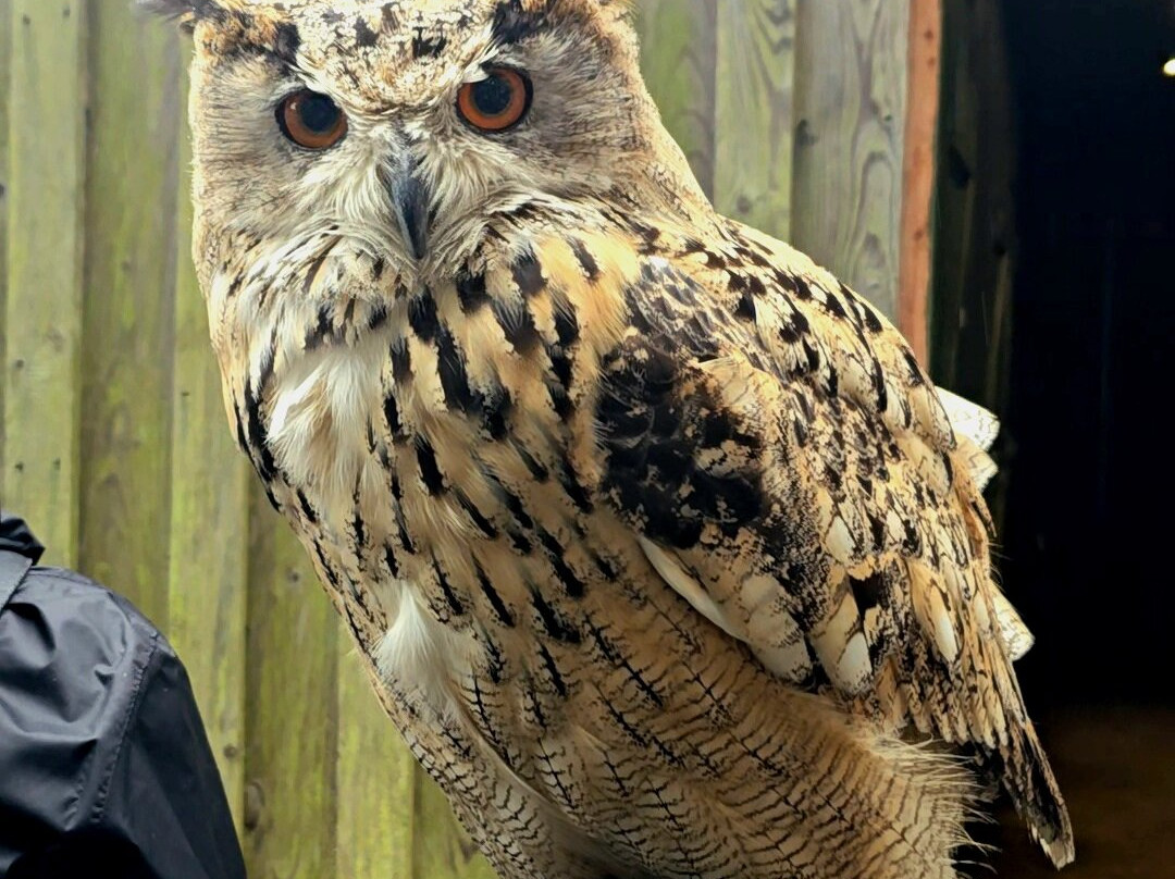 Shieldaig Falconry-盖尔洛赫必去景点