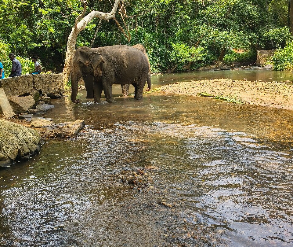 Elephant Freedom Project-凯格勒 必去景点
