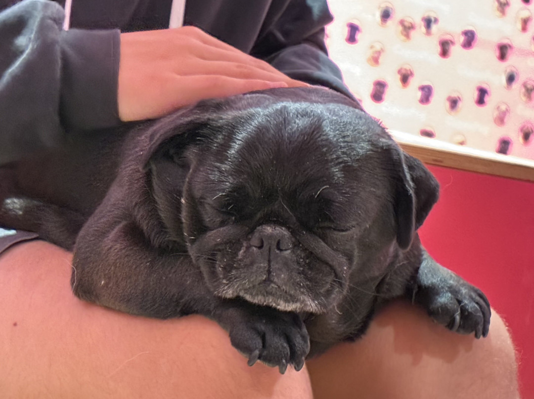 Cuppapug Manchester