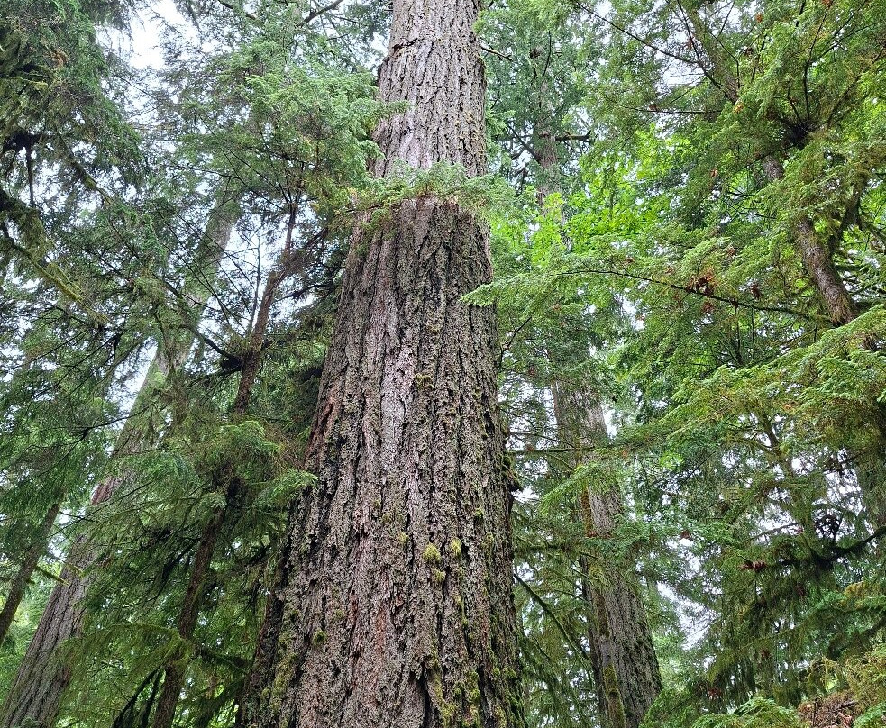 Cathedral Grove-艾伯尼港必去景点