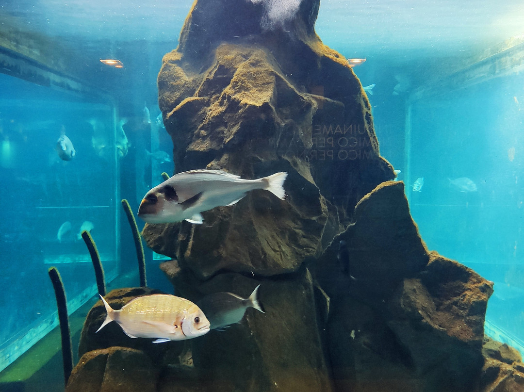 Acquario Di Livorno-里窝那必去景点