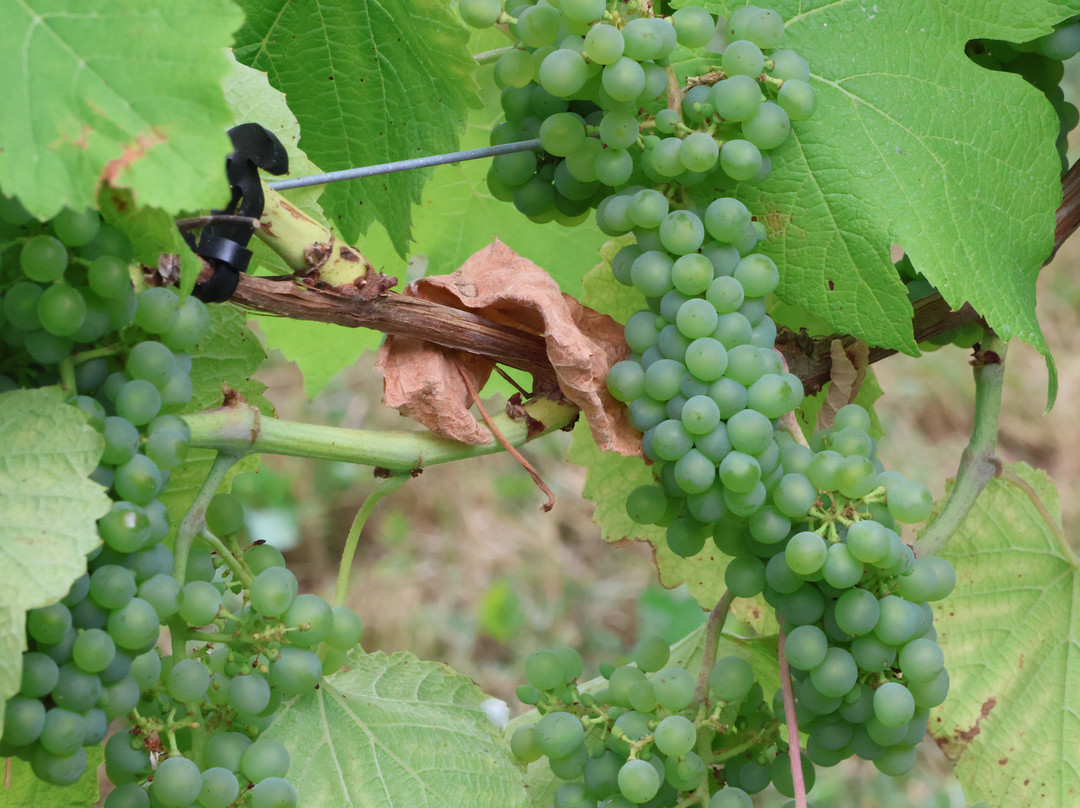 Abberley Hills Vineyard-Great Witley必去景点