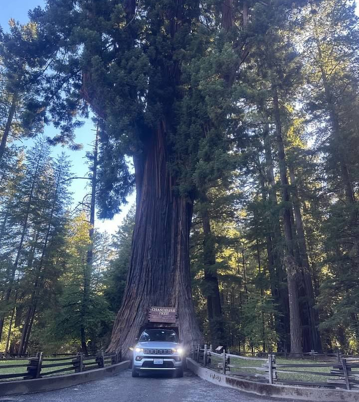 Chandelier Drive-Through Tree-莱吉特必去景点