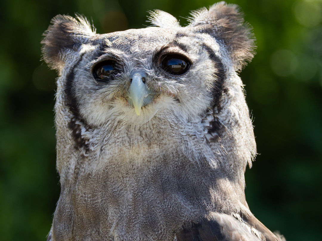 Falconry Experience Wales-Newtown必去景点
