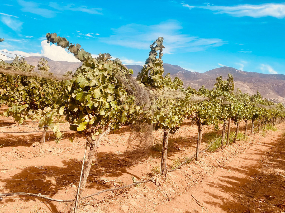 Monte Xanic Bodega Vinícola-Valle de Guadalupe必去景点