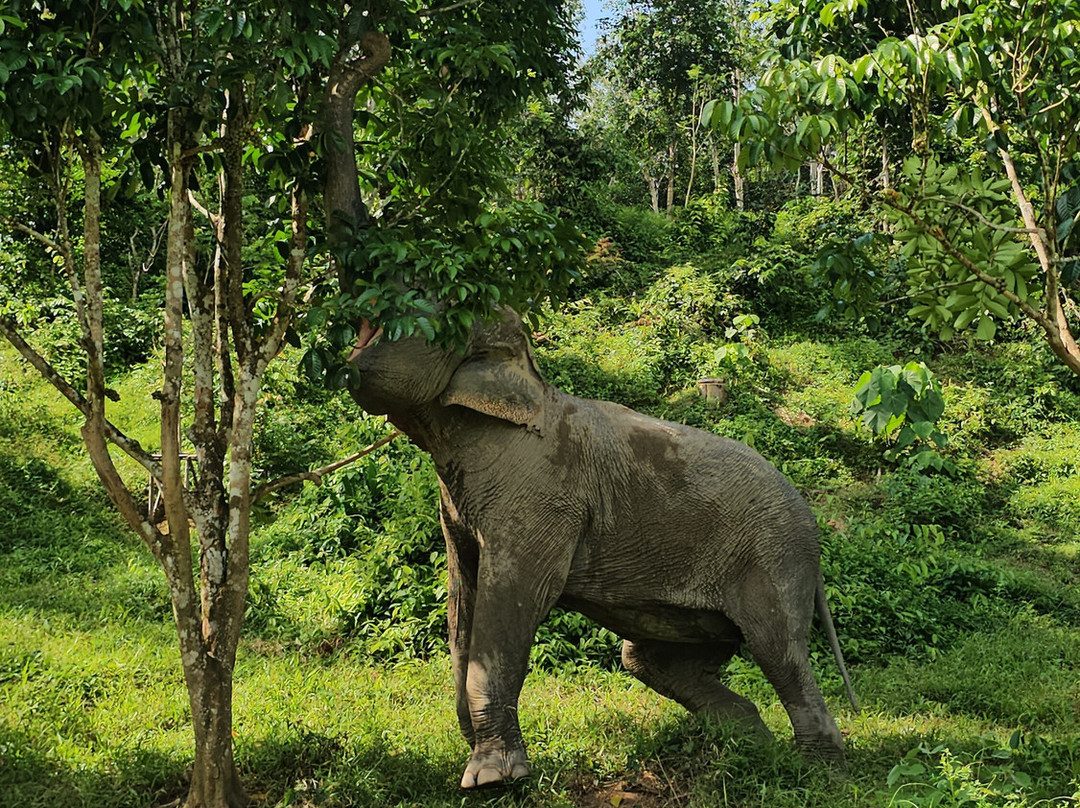 Phuket Elephant Sanctuary-普吉岛必去景点