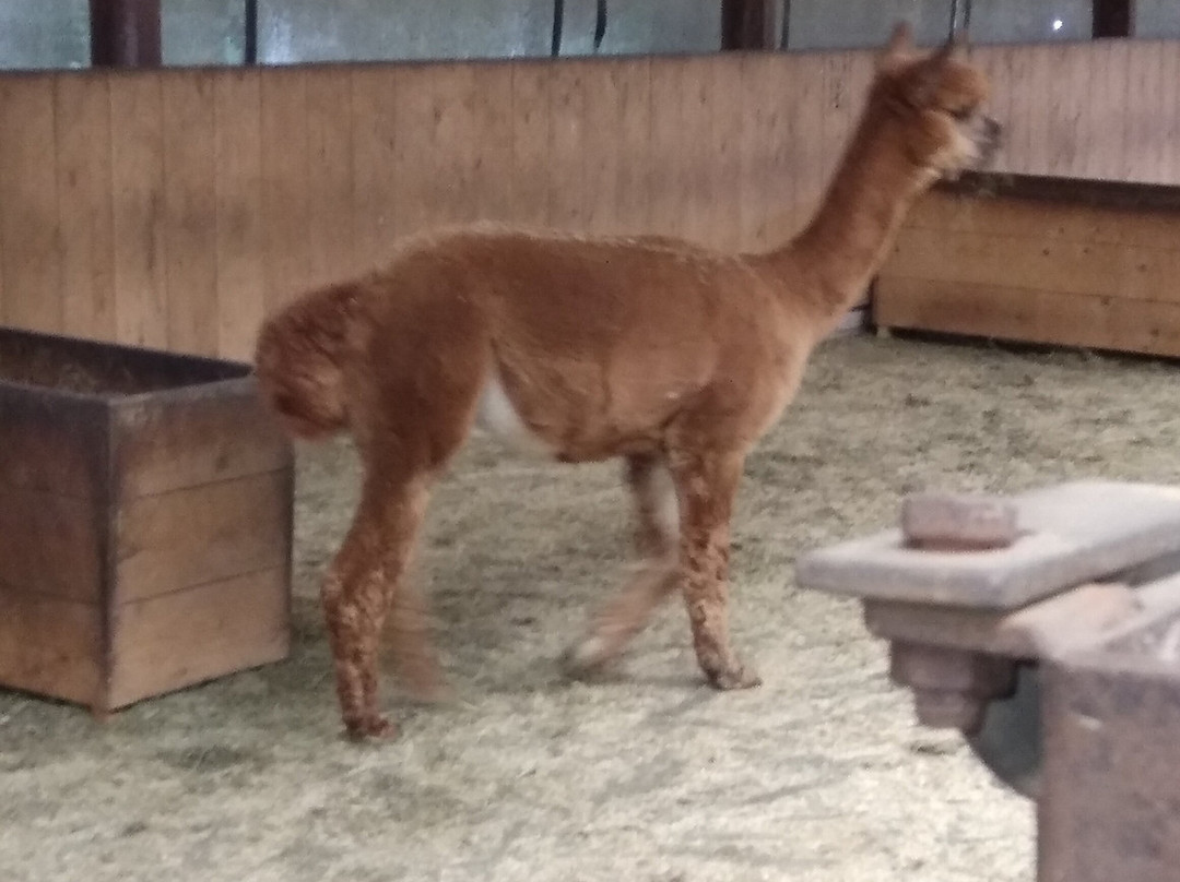 Alpacafarm Vorstenbosch-Vorstenbosch必去景点