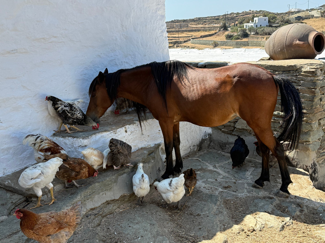Loumidis Family Farm-Apollonia必去景点