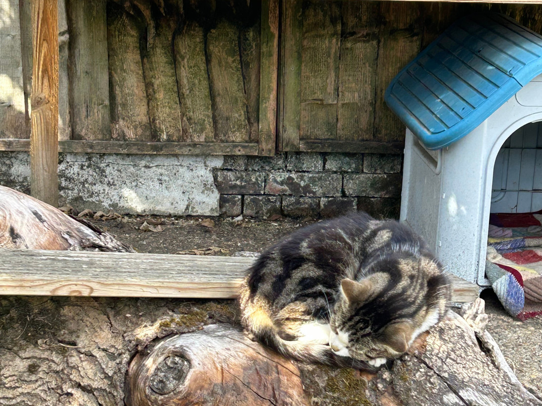 Hopefield Animal Sanctuary & Visitor Centre-布伦特伍德必去景点