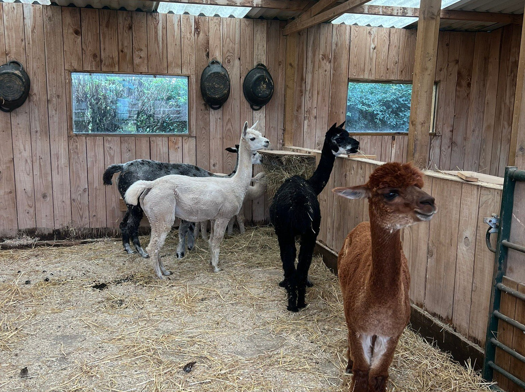 Small Breeds Farm Park-Kington必去景点