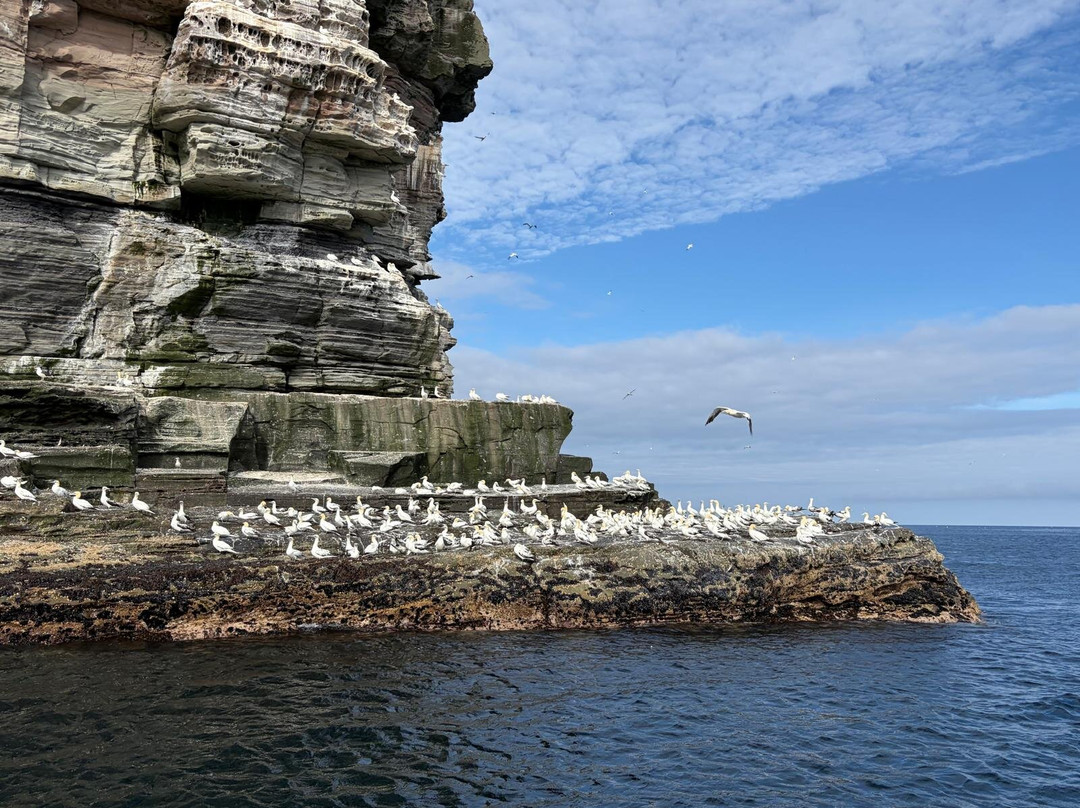 Shetland Seabird Tours - The Noss Boat-Lerwick必去景点