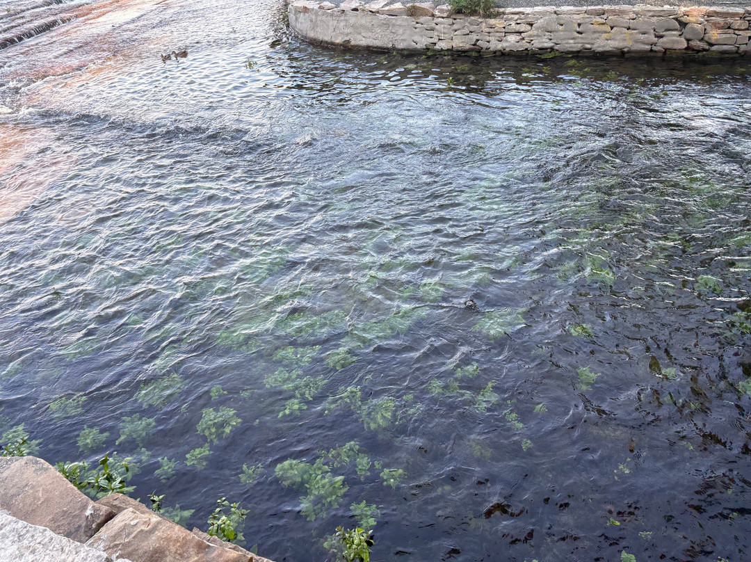 Giant Springs State Park-大瀑布市必去景点