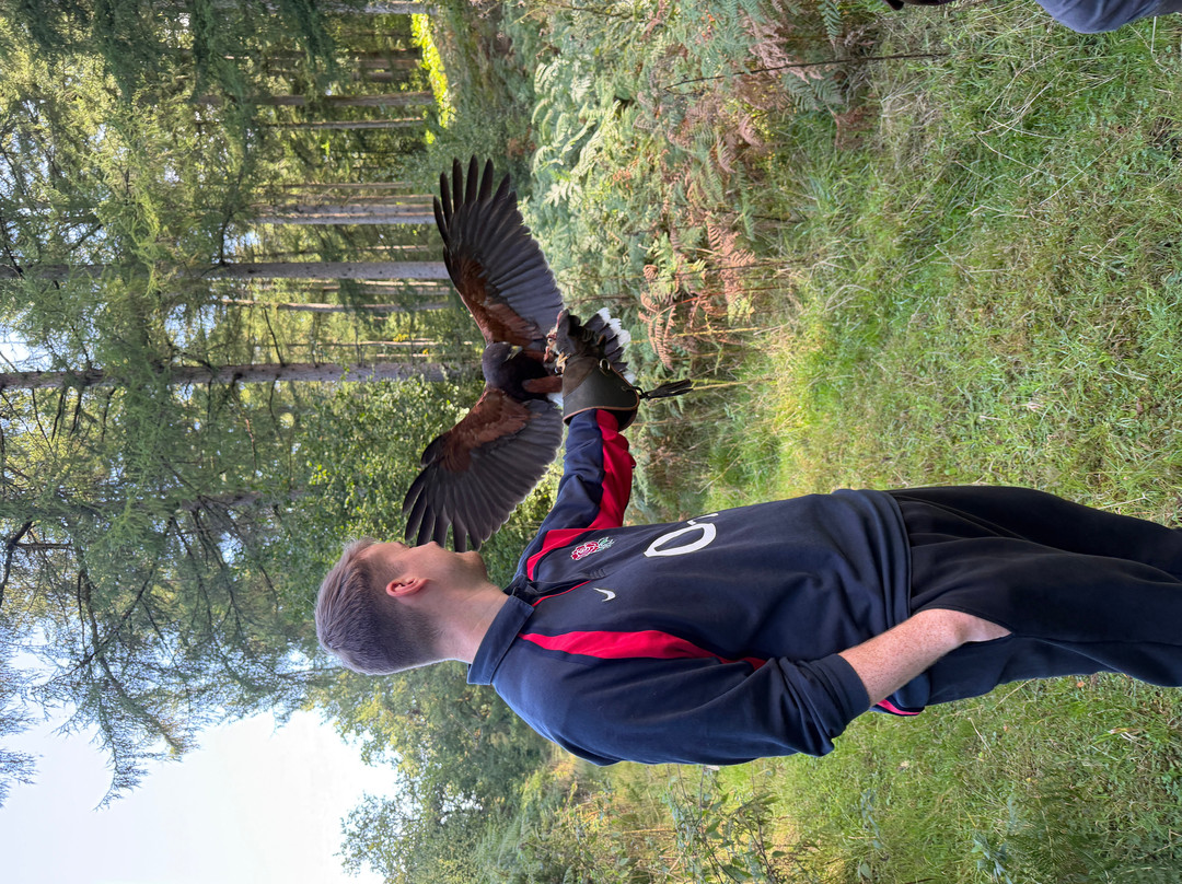 Hampshire Hawk Walks-Four Marks必去景点