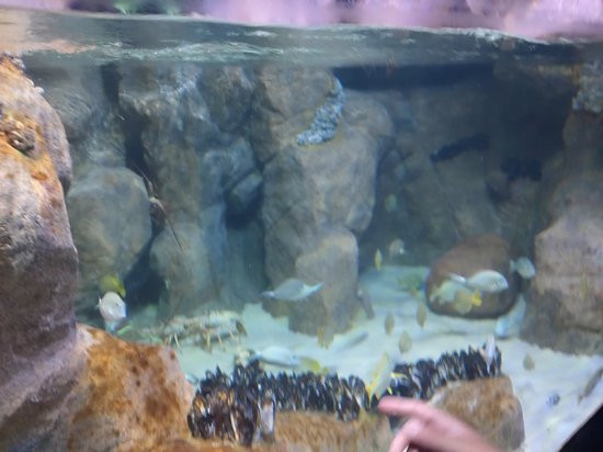 AquaRio-里约热内卢必去景点