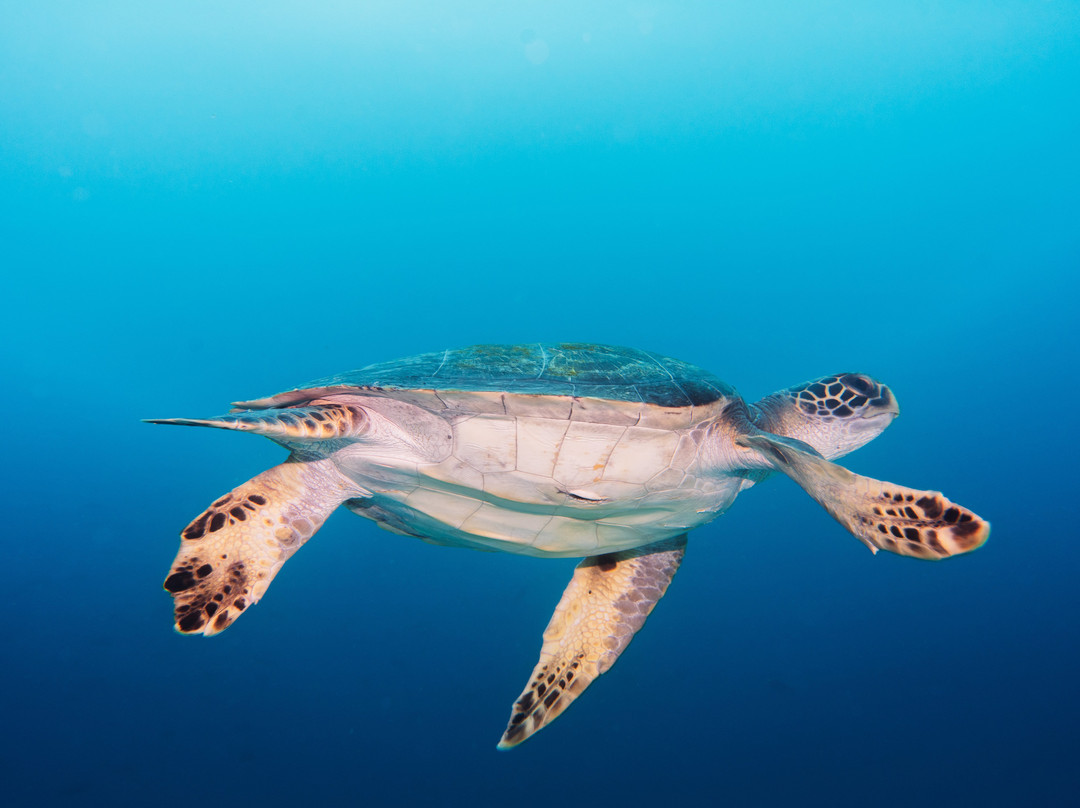 Scuba Iguana Dive & Travel-阿约拉港必去景点