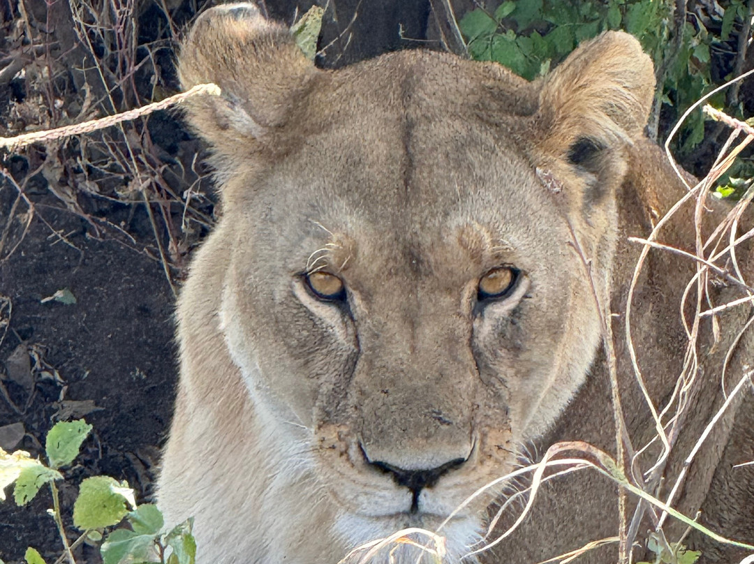 East Africa Adventure Tours and Safaris-马赛马拉国家野生动物保护区必去景点