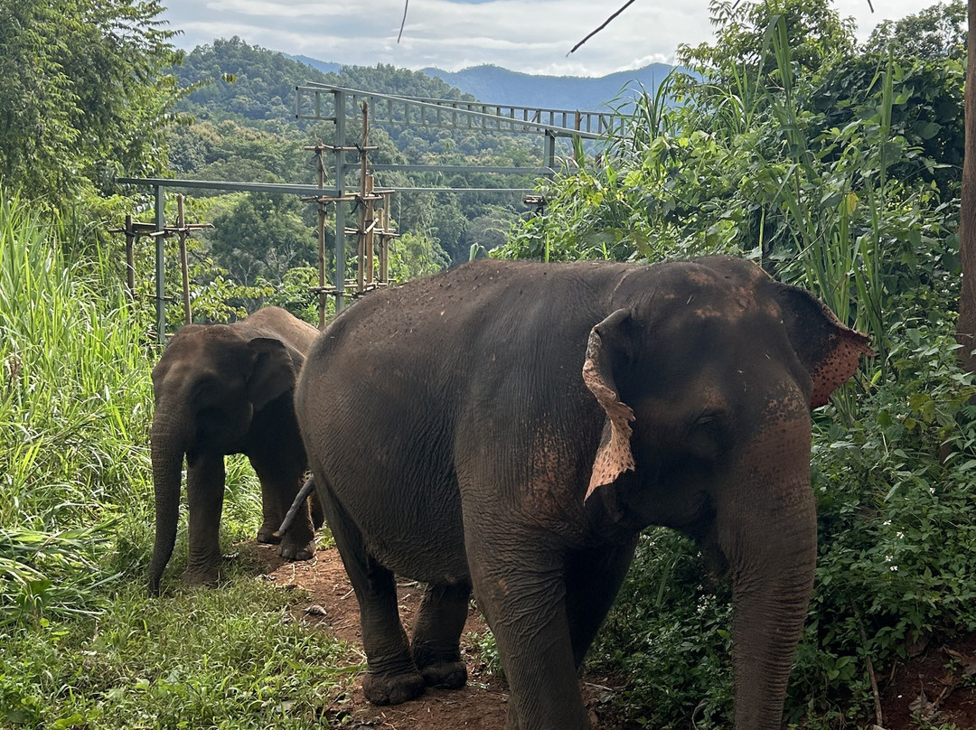Elephant Sanctuary Care Park-清迈必去景点