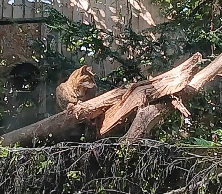Ponderosa Zoo-Heckmondwike必去景点