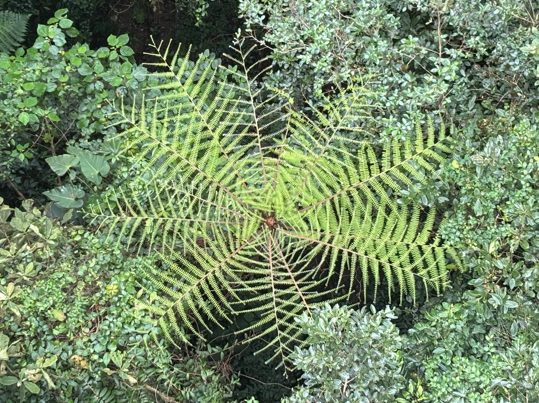 Tree Trek Boquete-波魁特必去景点
