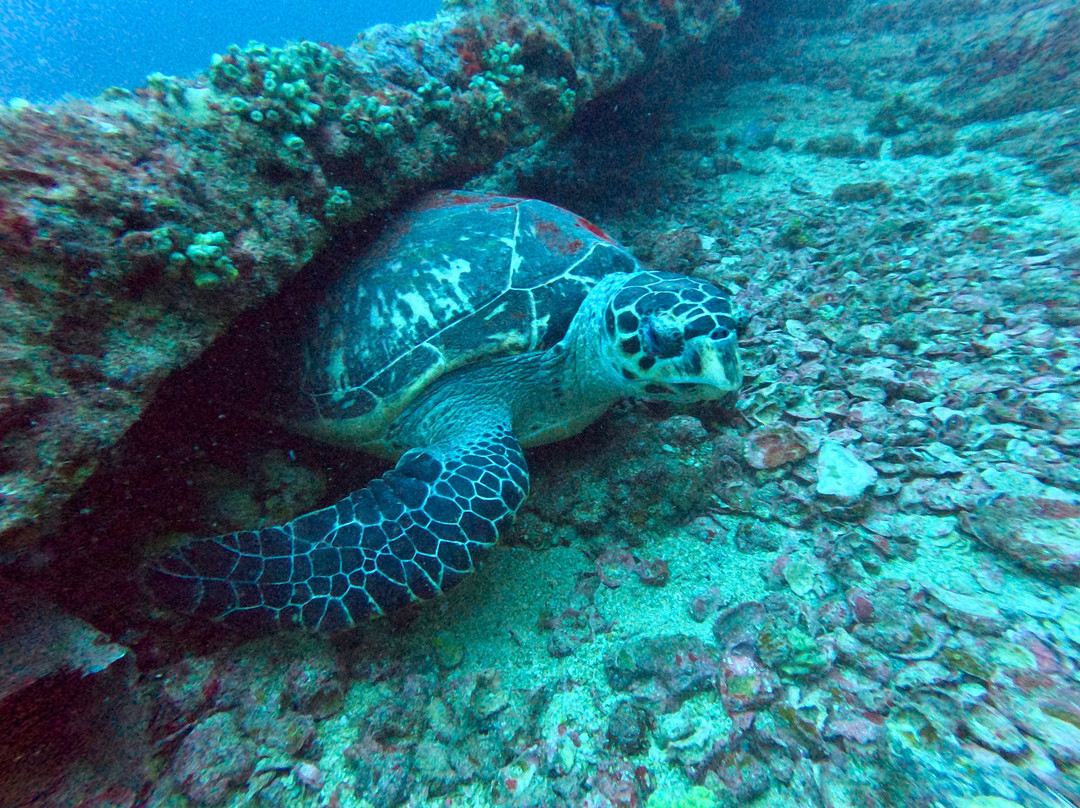Conch Republic Divers-Tavernier必去景点