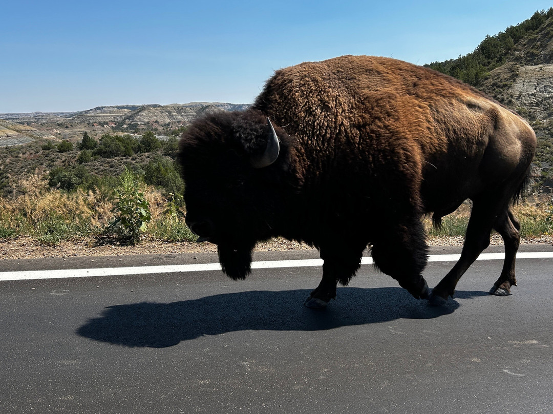 Theodore Roosevelt National Park-Medora必去景点