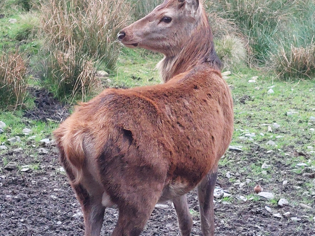The Galloway Forest Park Red Deer Range-Castle Douglas必去景点