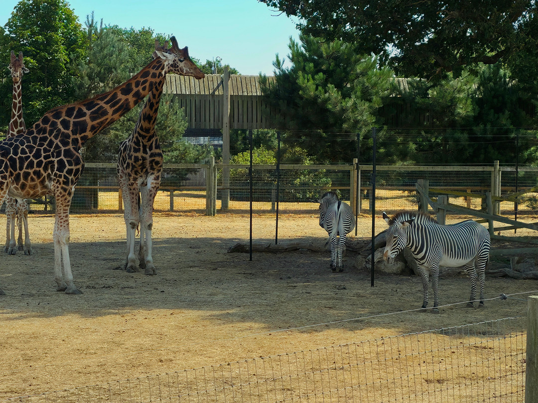 Yorkshire Wildlife Park-Auckley必去景点