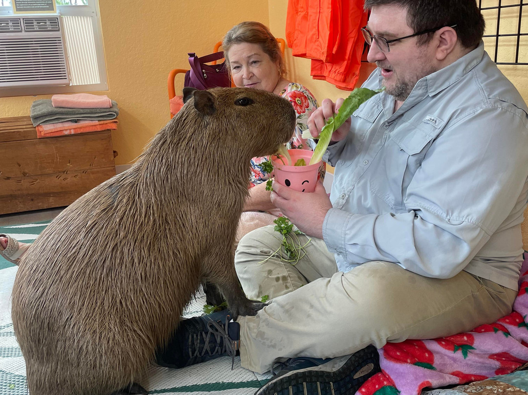 Happy Capys Capybara Experiences-恩格尔伍德必去景点