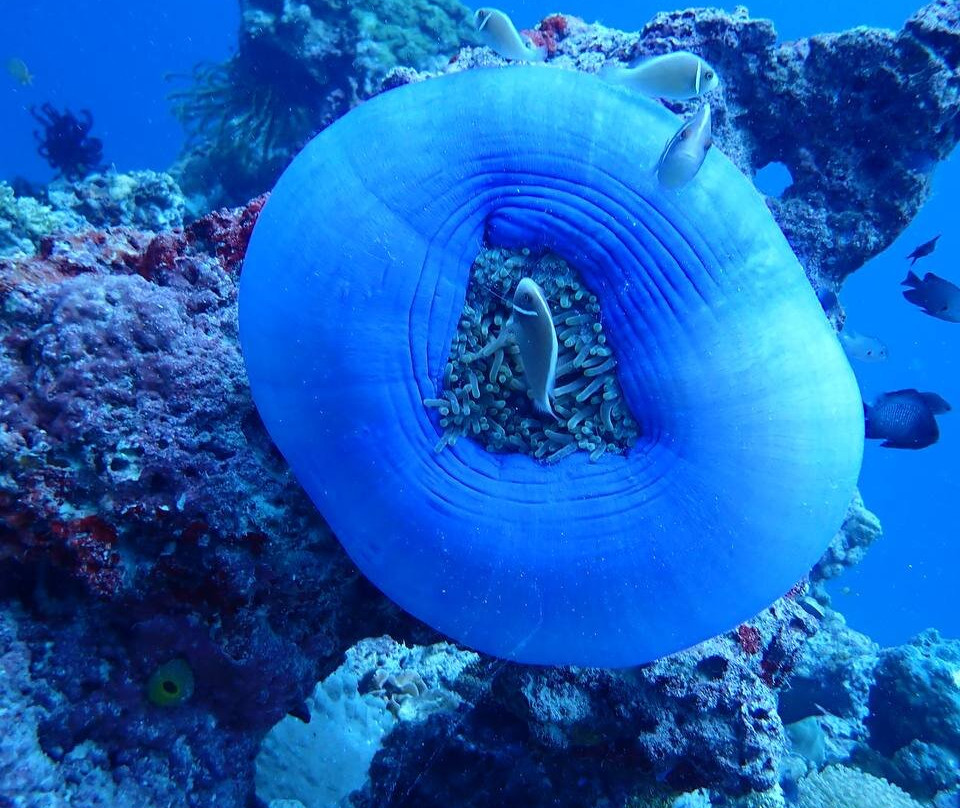 Tropical Divers Dive Center-达瑙市必去景点