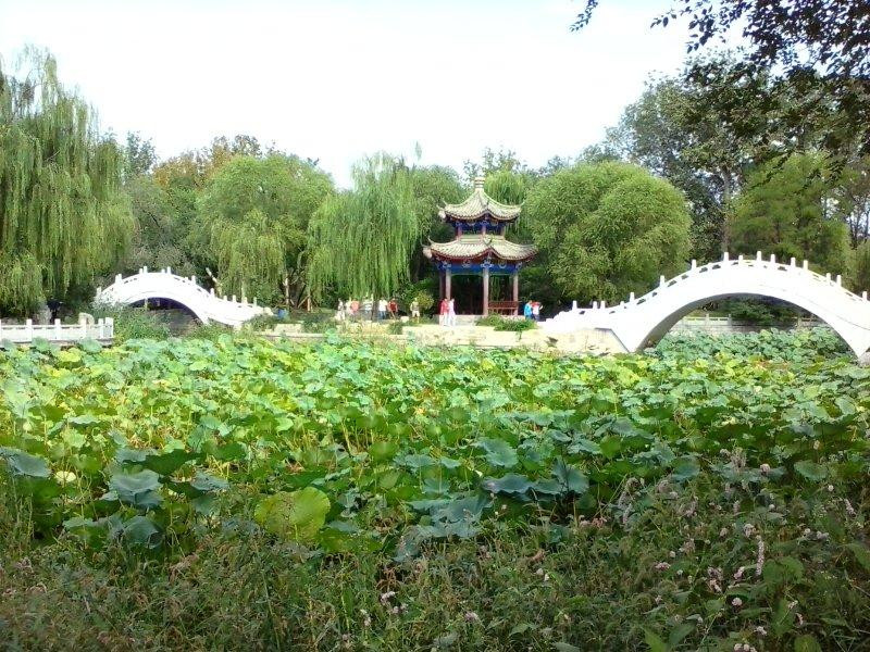 西沽公园-天津市必去景点