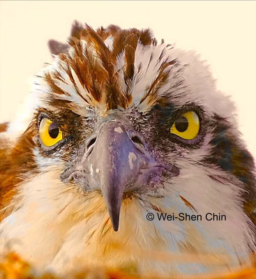 Paradise Key Charters-萨拉索塔必去景点